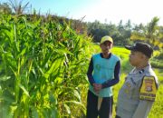 Bhabinkamtibmas Lembar Aktif Dampingi Petani Jagung Mareje Timur