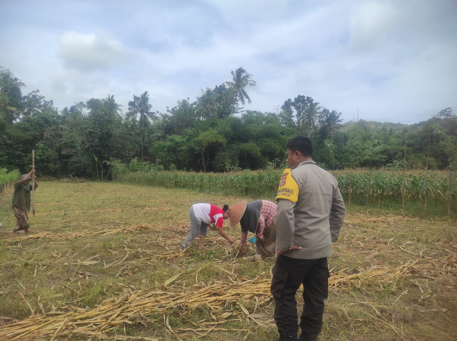 Ketahanan Pangan Banyumulek: Polisi Aktif Dampingi Petani Jagung