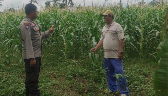 Polri Dukung Ketahanan Pangan di Desa Banyumulek: Sinergi Bhabinkamtibmas dan Petani Jagung