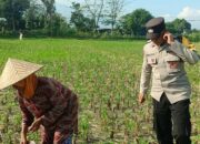Sinergi Polsek Gerung dan Petani Dorong Ketahanan Pangan di Desa Babussalam