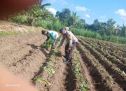 Polsek Gerung Dorong Ketahanan Pangan Melalui Pendampingan Petani di Giri Tembesi