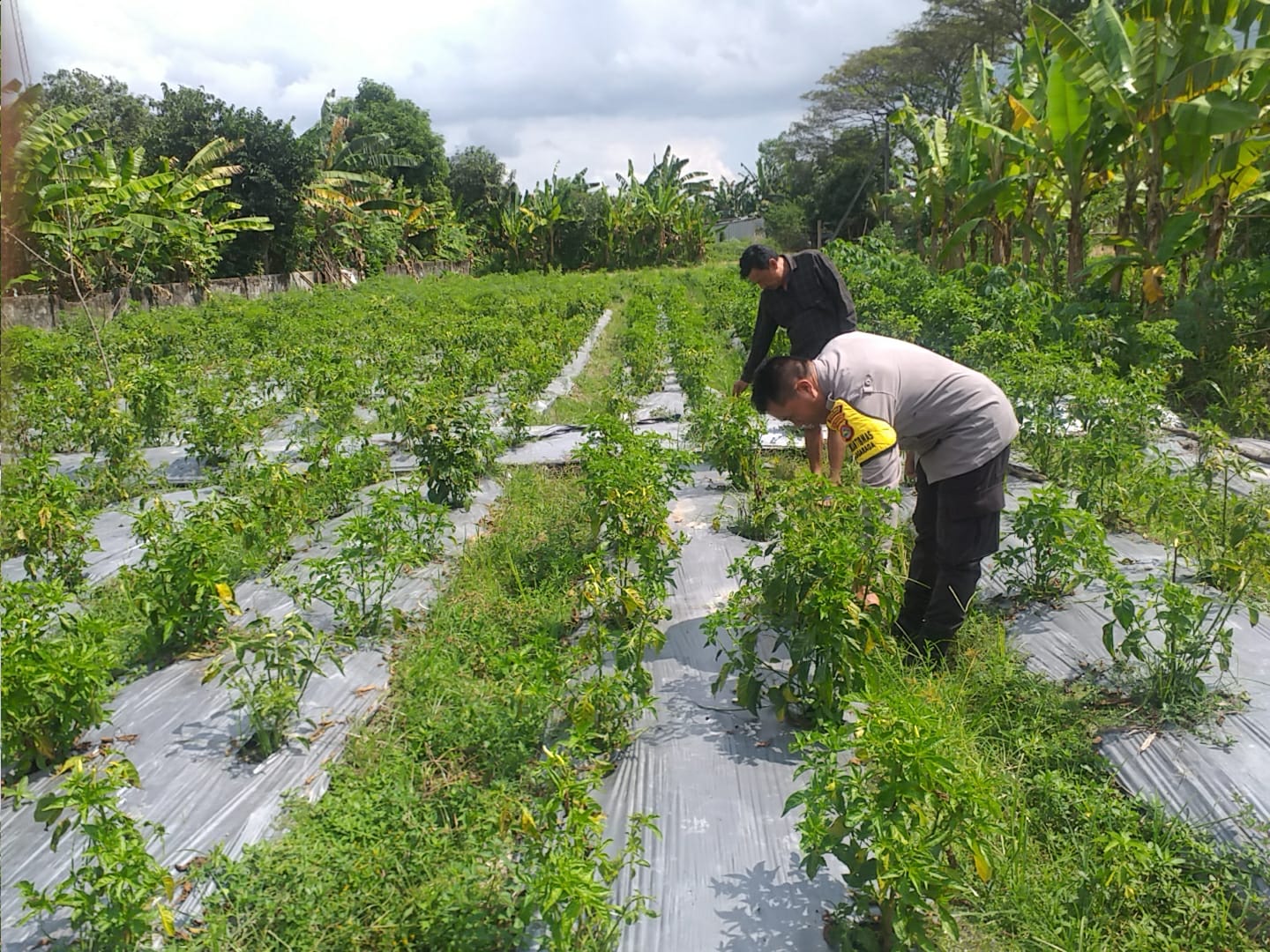 Bhabinkamtibmas Jagaraga Gencarkan Sosialisasi Ketahanan Pangan, Dorong Petani Manfaatkan Lahan