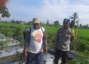 Sinergi Polri dan Petani Montong Are Percepat Ketahanan Pangan Nasional