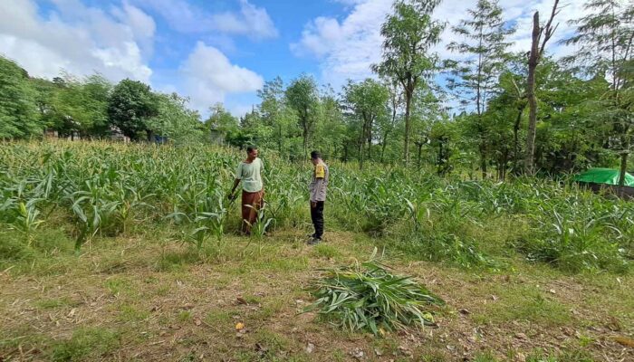 Bhabinkamtibmas Pelangan Dorong Warga Tanam Sayur Demi Ketahanan Pangan