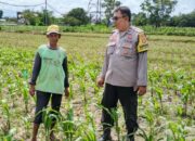 Dusun Paok Kambut Bergerak: Ketahanan Pangan Dimulai dari Pekarangan Sendiri