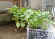 Polsek Labuapi Ajak Warga Terong Tawah Wujudkan Kemandirian Pangan Keluarga