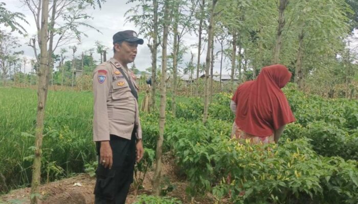 Bhabinkamtibmas Kediri Turun ke Sawah, Dorong Kemandirian Pangan Warga