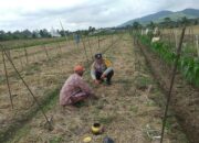 Sinergi Polri-Masyarakat di Jagaraga: Pekarangan Rumah Jadi Sumber Pangan Mandiri