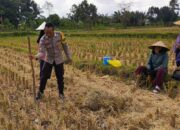 Sinergi Polri dan Petani di Dusun Iting Langgem: Dorong Produktivitas Jagung