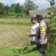 Ketahanan Pangan Dimulai dari Pekarangan, Inisiatif Bhabinkamtibmas di Dusun Dawung