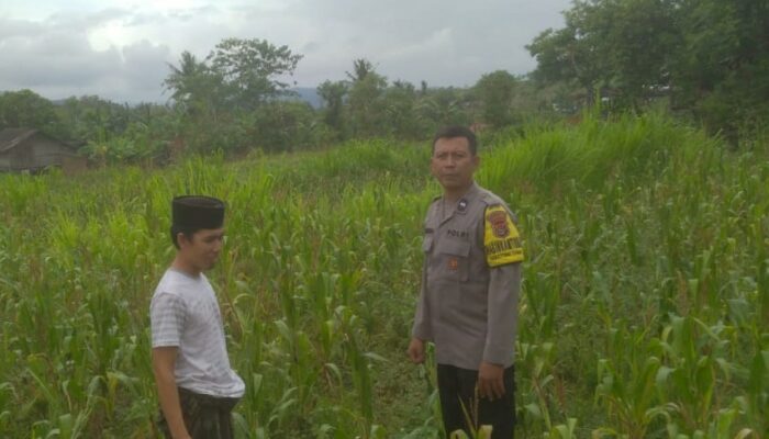 Sinergi Polisi dan Petani di Sekotong: Wujudkan Ketahanan Pangan dari Pekarangan