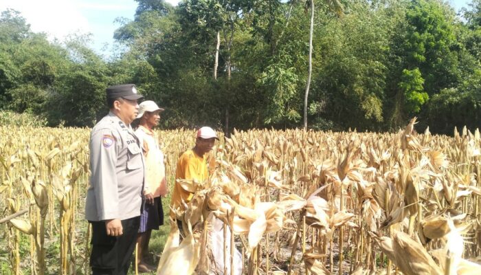 Lombok Barat: Panen Jagung P27 di Gerung Selatan Capai 4,2 Ton