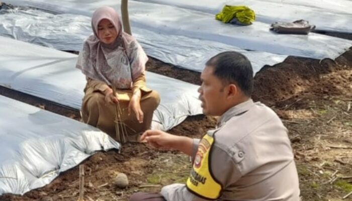 Sinergi Polisi-Petani di Dusun Gersik Asri Demi Ketahanan Pangan NTB