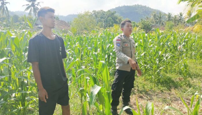 Sinergi Polri dan Petani: Aksi Bhabinkamtibmas Cendi Manik di Dusun Sayong Apit Aik