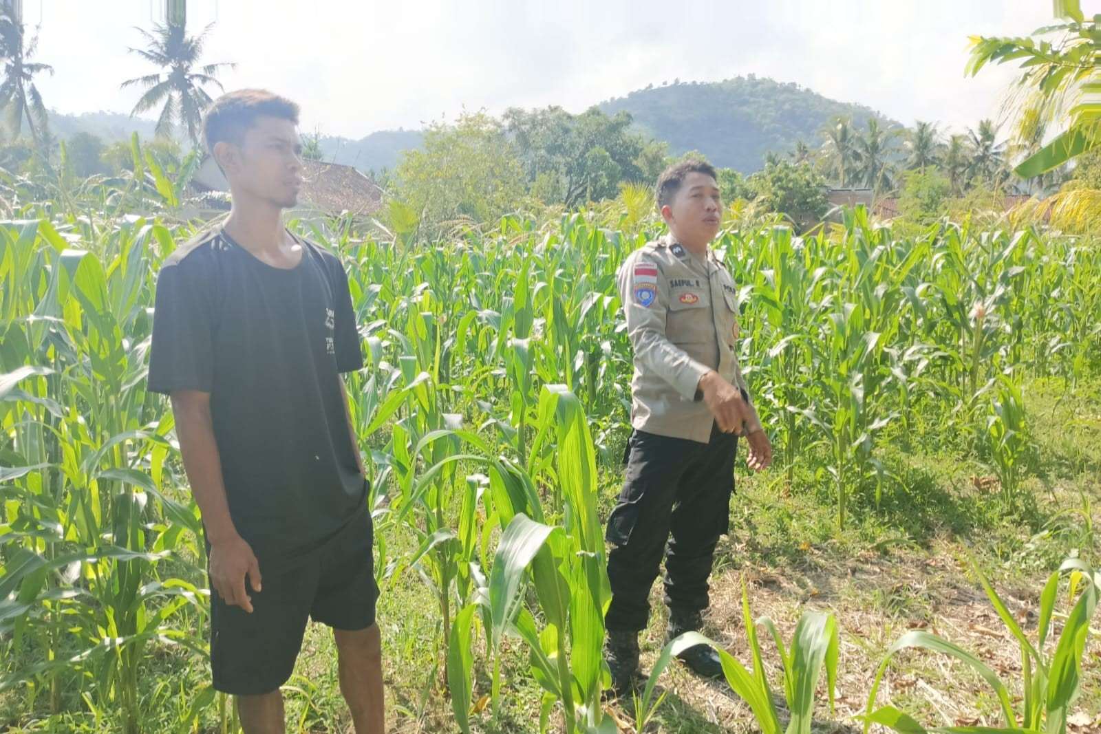 Polisi Desa Cendi Manik Dorong Ketahanan Pangan Lewat Pendampingan Petani Sekotong