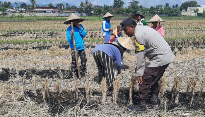 Sinergi Polri dan Petani di Kediri Lombok Barat Wujudkan Swasembada Pangan