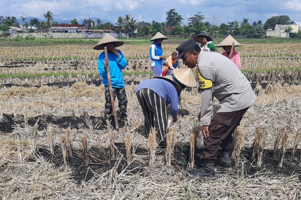 Polri Dukung Swasembada Pangan, Bhabinkamtibmas Montong Are Gandeng Petani