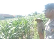 Polsek Labuapi Dorong Ketahanan Pangan Lewat Pendampingan Petani Lokal