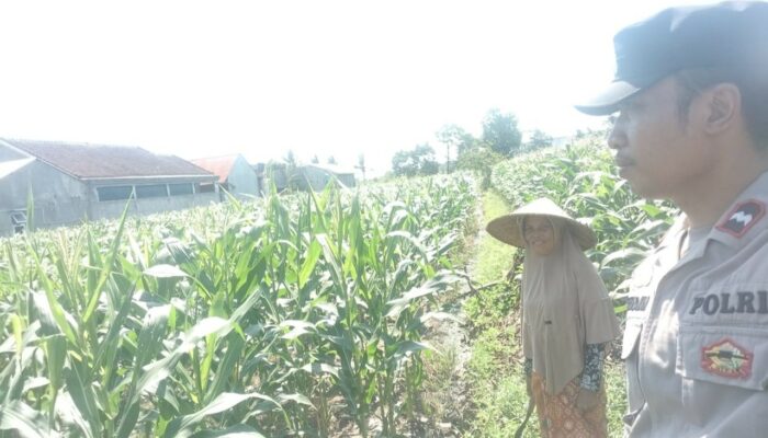 Polsek Labuapi Dorong Ketahanan Pangan Lewat Pendampingan Petani Lokal