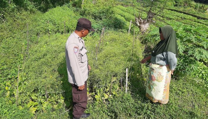 Sinergi Polri dan Warga Desa Montong Are Perkuat Ketahanan Pangan Lokal