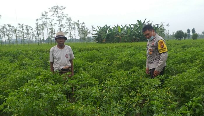 Bhabinkamtibmas Kuripan Edukasi Petani Adeng Soal Lahan Produktif