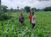 Sinergi Polri dan Petani Montong Are Wujudkan Swasembada Pangan