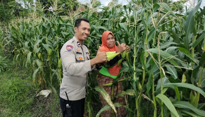 Sinergi Polri dan Petani di Labuapi: Optimalkan Pekarangan untuk Kemandirian Pangan