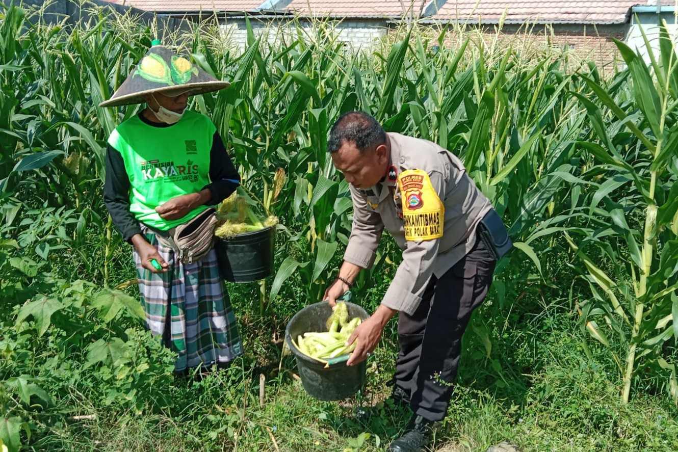Polsek Labuapi Edukasi Warga Desa Jerneng untuk Tanam Sayur