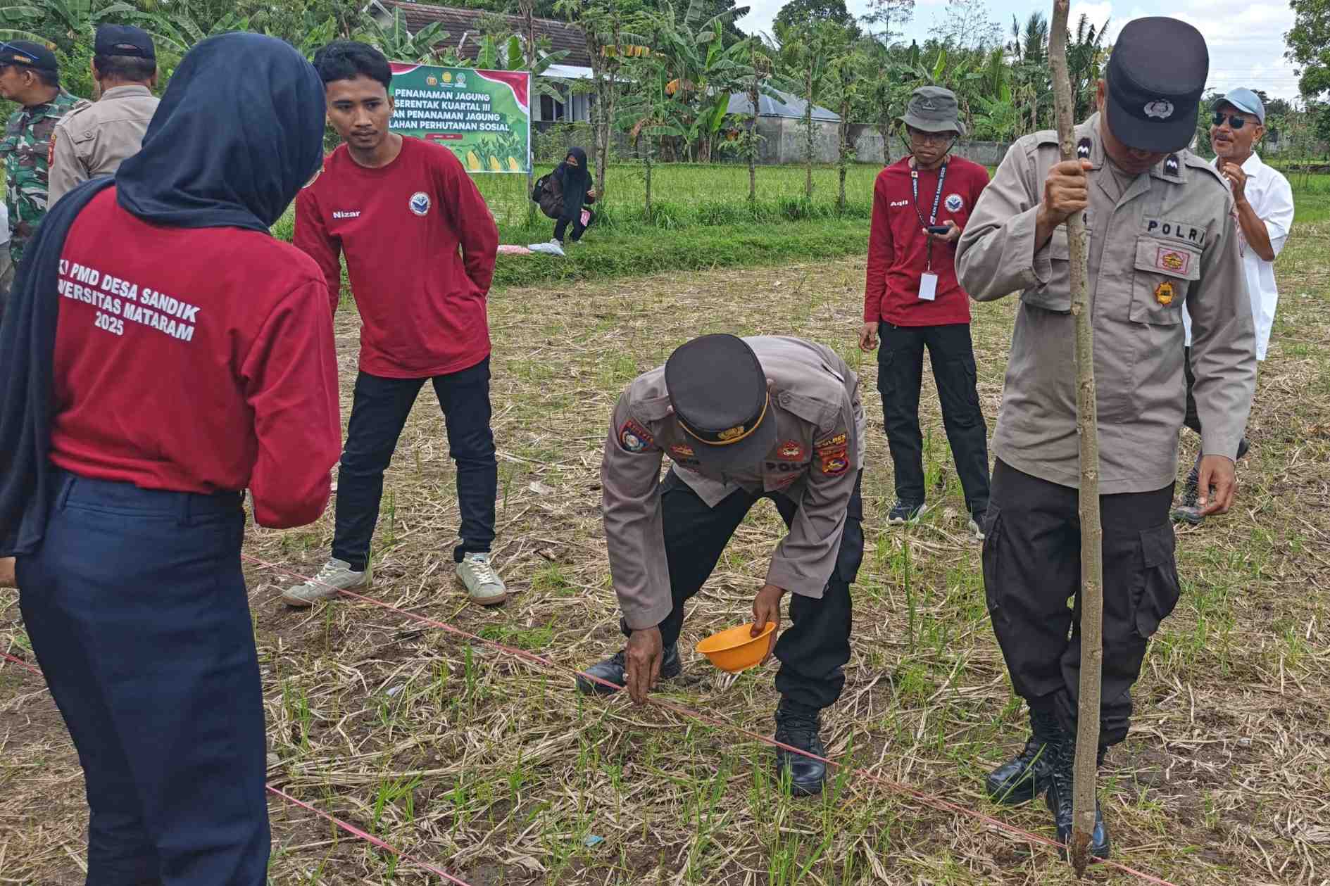 Sinergi Polsek Batulayar dan Warga Sandik Tanam Jagung Dukung Ketahanan Pangan