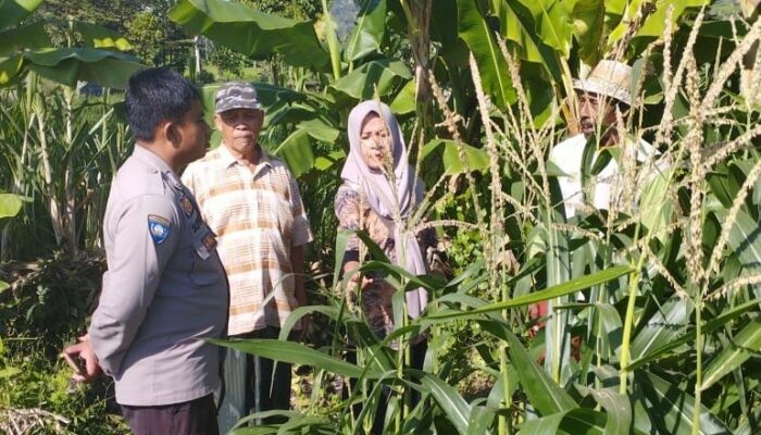 Kolaborasi Polisi dan Petani Banyumulek Dorong Swasembada Jagung
