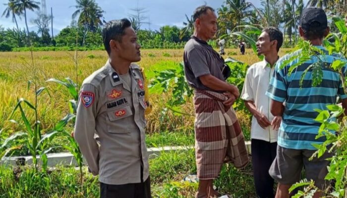 Dukung Ketahanan Pangan, Polisi Sambangi Petani Padi di Rumak Barat Selatan