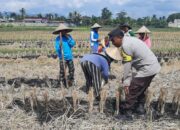 Sinergi Polri dan Petani Montong Are Tengah Perkuat Swasembada Pangan