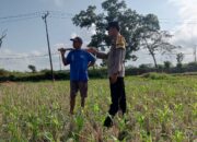 Sinergi Polisi dan Petani di Desa Kuripan: Pekarangan Rumah Jadi Solusi Pangan Mandiri