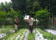 Dorong Swasembada Pangan, Bhabinkamtibmas Kuripan Edukasi Petani Jagaraga