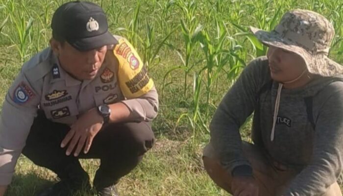 Polsek Labuapi Perkuat Ketahanan Pangan Bersama Petani Jagung Manis di Karang Bongkot
