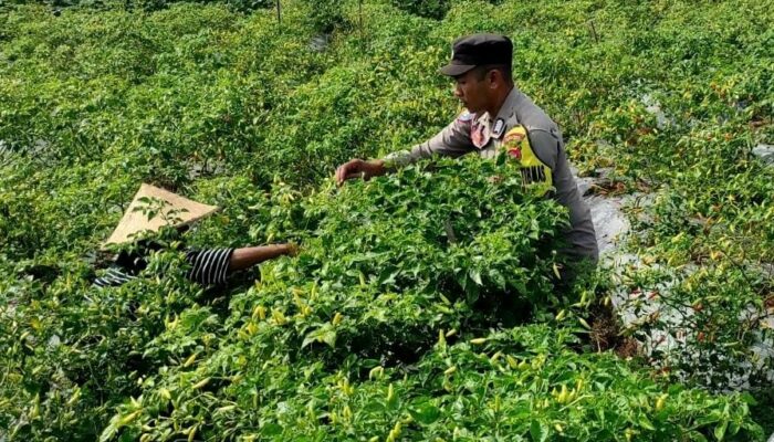 Sinergi Polri dan Petani Dusun Pelulan, Dorong Ketahanan Pangan di Lombok Barat