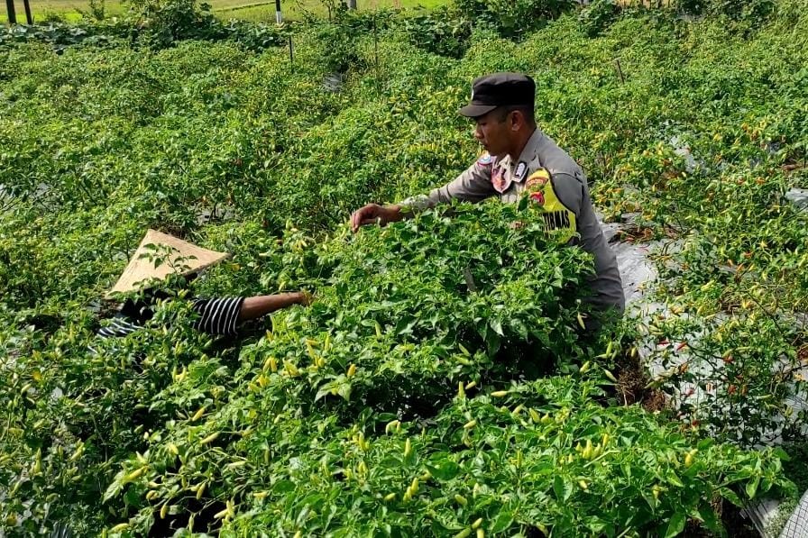 Bhabinkamtibmas Kuripan Utara Dampingi Petani Panen Cabai, Dukung Ketahanan Pangan