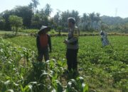 Dorong Ketahanan Pangan, Bhabinkamtibmas Sandik Edukasi Pemanfaatan Lahan Kosong
