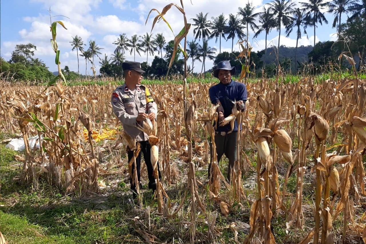 Bhabinkamtibmas Tempos Dampingi Panen Jagung, Wujud Nyata Dukung Ketahanan Pangan