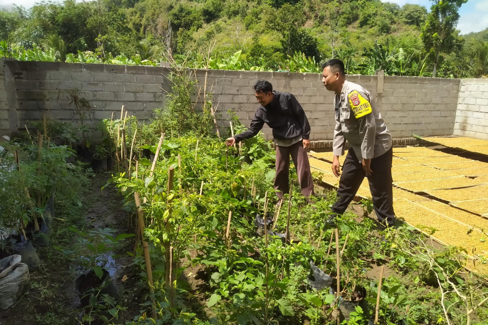 Inisiatif Humanis Polri di Sekotong Tengah, Edukasi Pangan dari Pekarangan Rumah