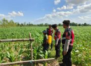 Patroli Ketahanan Pangan Polres Lobar Dorong Produktivitas Petani Jagung Gerung