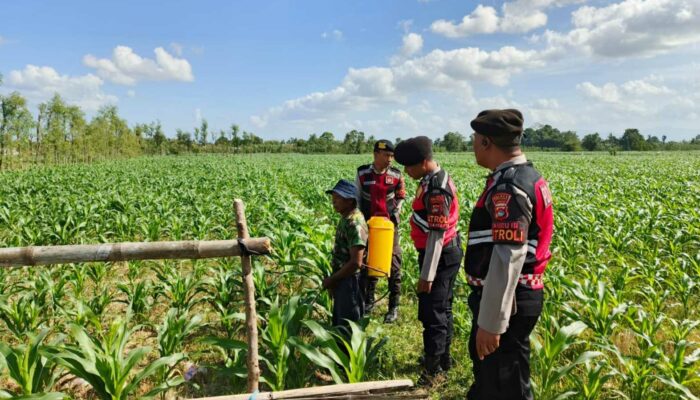 Patroli Ketahanan Pangan Polres Lobar Dorong Produktivitas Petani Jagung Gerung