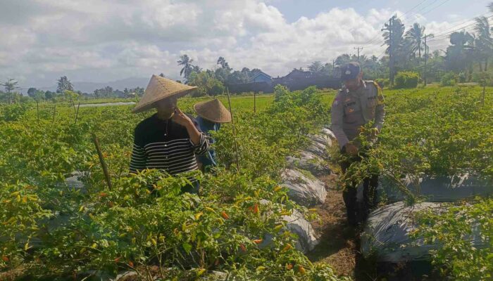 Sinergi Petani dan Polri di Kuripan Perkuat Kemandirian Pangan Lokal