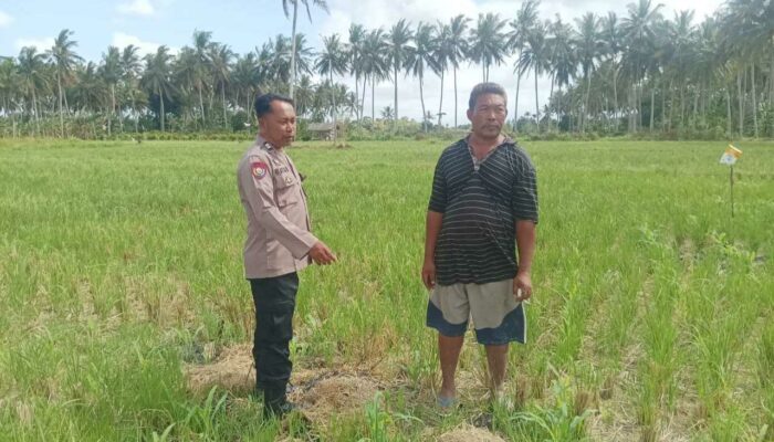 Polsek Gerung Perkuat Ketahanan Pangan Lewat Monitoring Pertanian Desa Banyu Urip