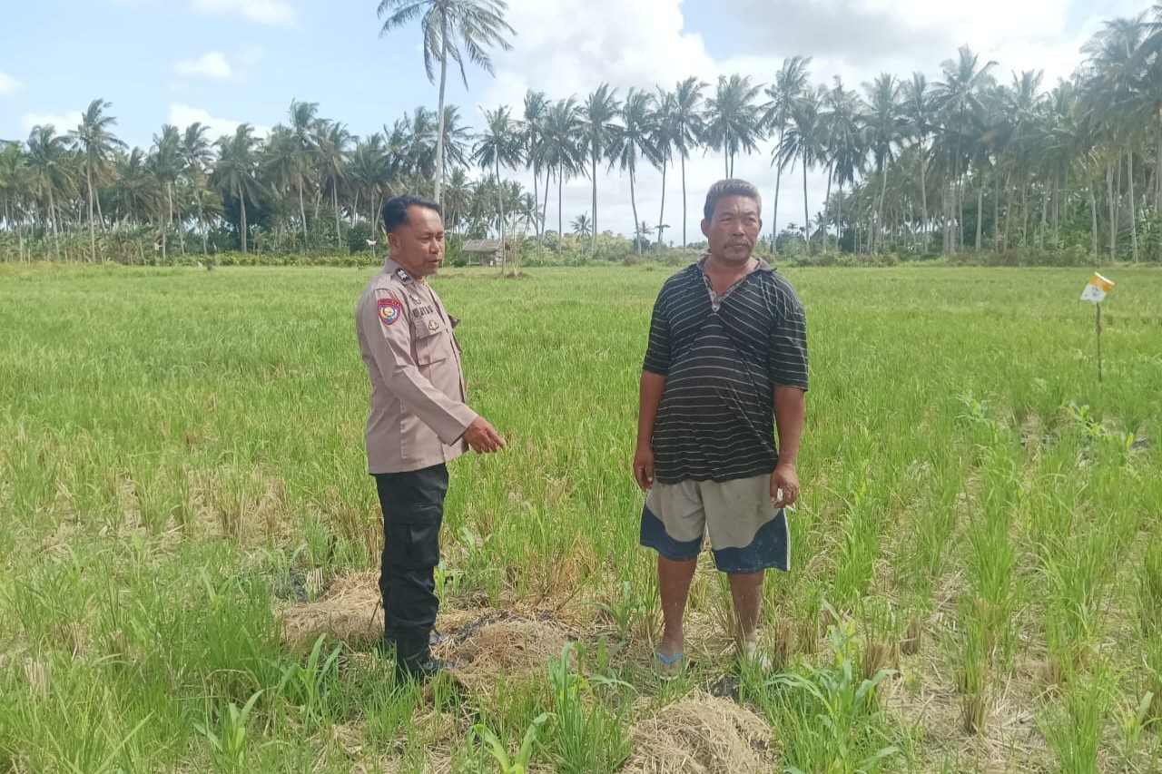 Polsek Gerung Perkuat Ketahanan Pangan Lewat Monitoring Pertanian Desa Banyu Urip