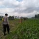 Polsek Kediri Bersama Bhabinkamtibmas dan PPL Pertanian Tingkatkan Ketahanan Pang
