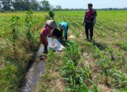 Polres Lombok Barat Kawal Ketahanan Pangan di Desa Kuripan