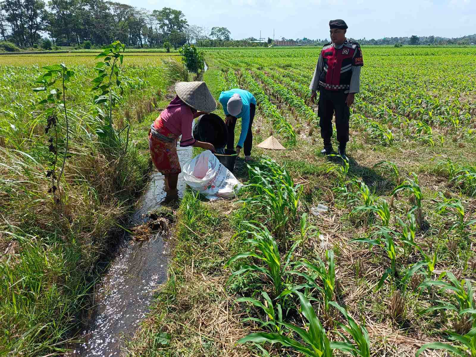Polsek Kuripan Dukung Ketahanan Pangan Lewat Patroli di Lahan Jagung