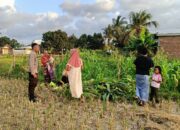 Bhabinkamtibmas Kuripan Utara Turun ke Lahan Dukung Program Pangan