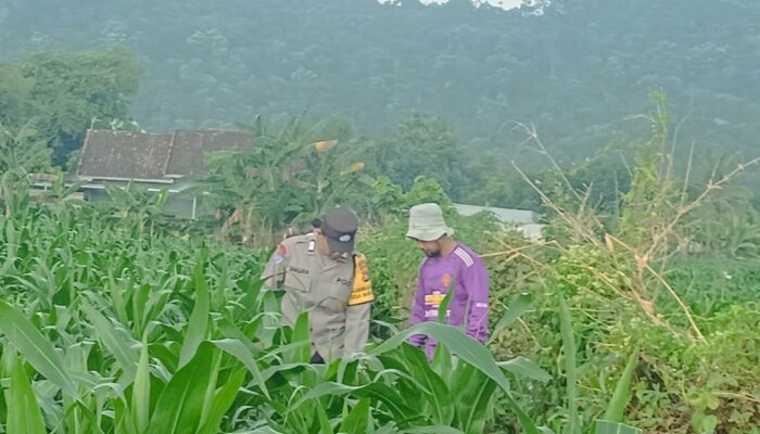 Polri Hadir di Tengah Petani: Bripka Ketut Sanjaya Bangun Semangat Bertani di Desa Babussalam